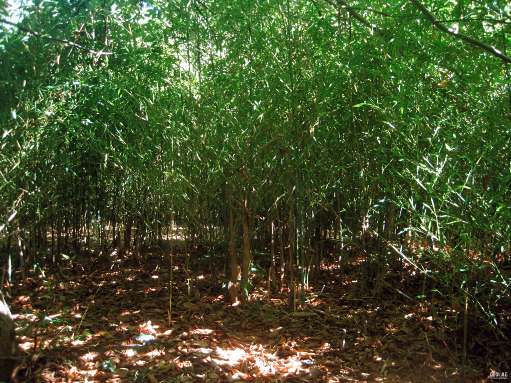 Area covered with bamboo identified on the Barayo fluvial-marine plain