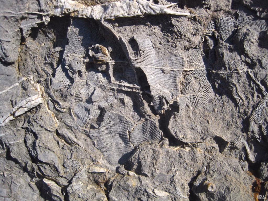 Bryozoan fossils found on Arnao Beach